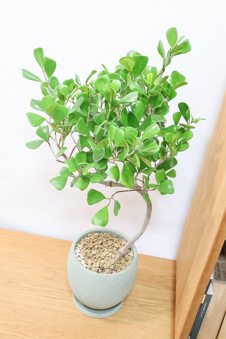 フィカス トライアンギュラリスGR60962| 観葉植物の通信販売 | APEGO