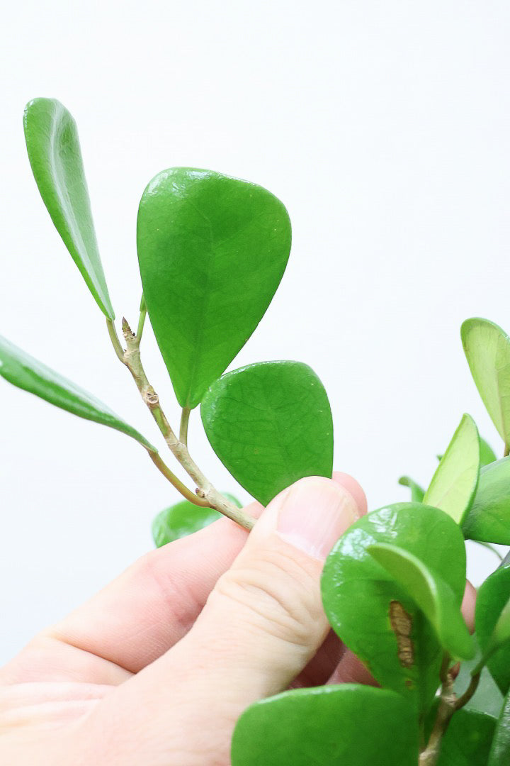 フィカス トライアンギュラリスGR60962| 観葉植物の通信販売 | APEGO