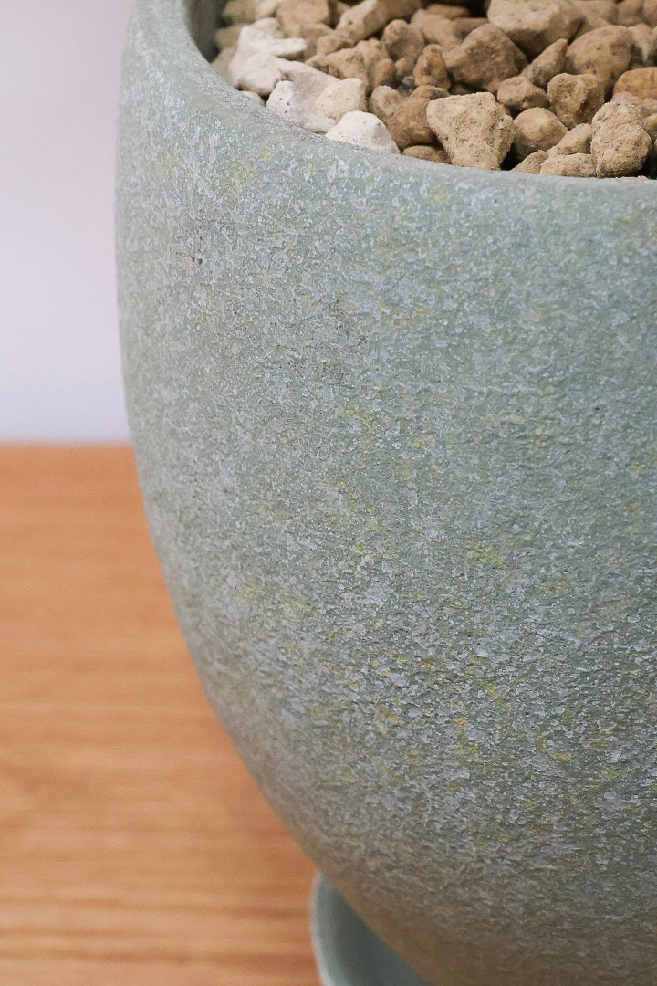 フィカス トライアンギュラリスGR60962| 観葉植物の通信販売 | APEGO