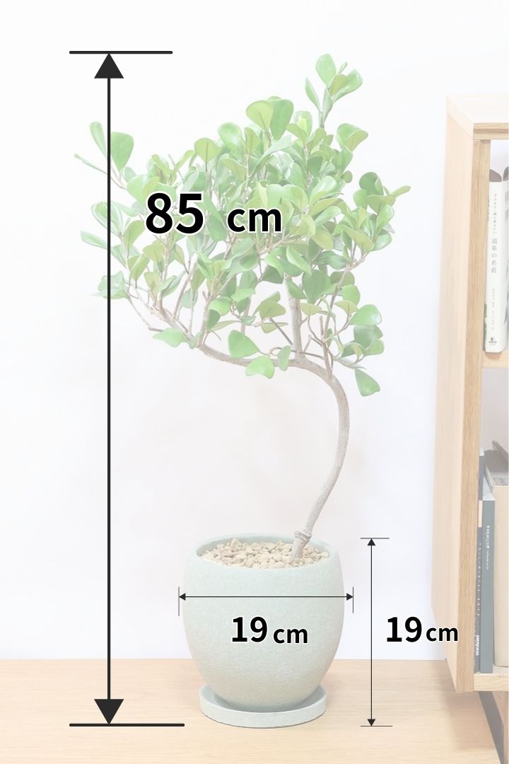 ☆ フィカス トライアンギュラリス♪ 153cm 曲がり幹♪ ☆ フィカス トライアンギュラリス♪ 153cm 曲がり幹♪