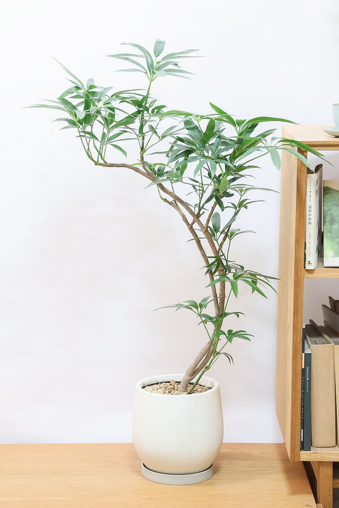 シェフレラ アンガスティフォリアIV60963| 観葉植物の通信販売 | APEGO