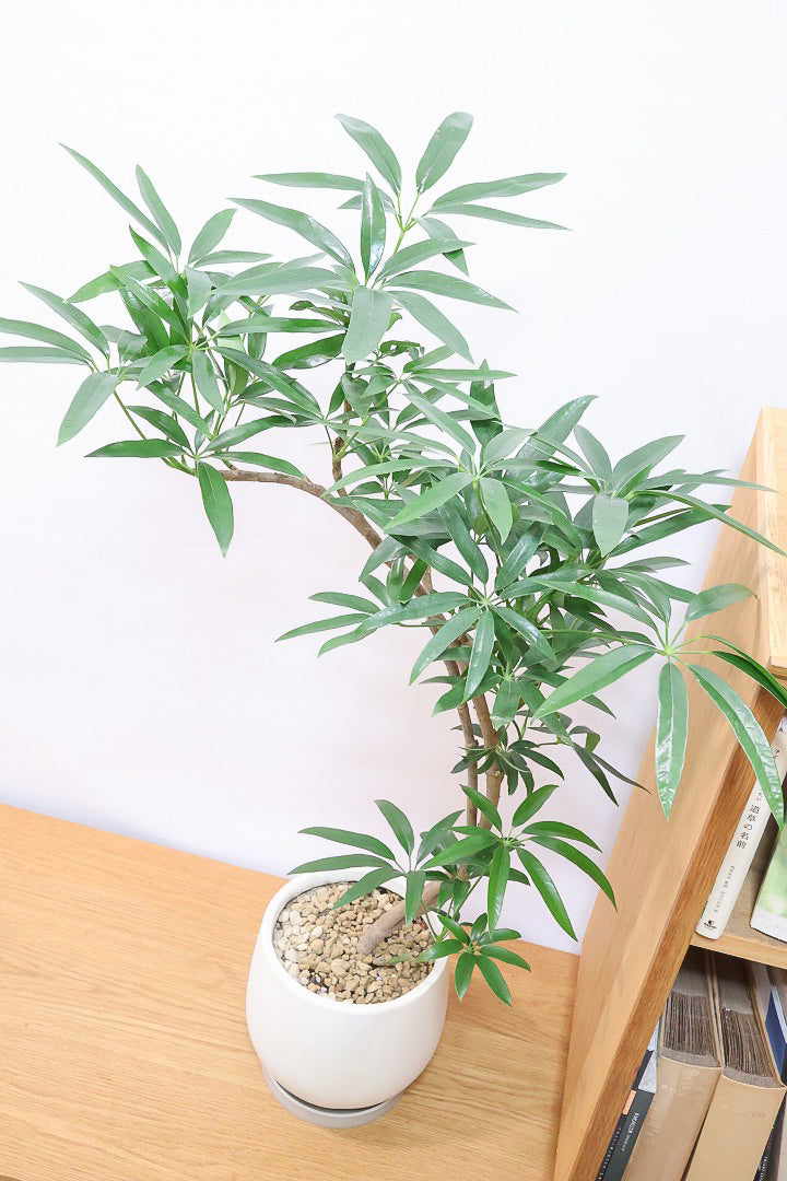 シェフレラ アンガスティフォリアIV60963| 観葉植物の通信販売 | APEGO