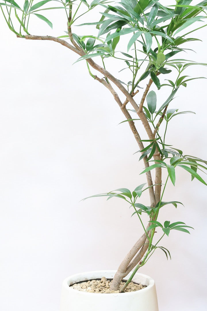 【シェフレラ アンガスティフォリア】良いボリュームのサイズ！ありそうでなかったサイズ感ですのでぜひともご検討ください！