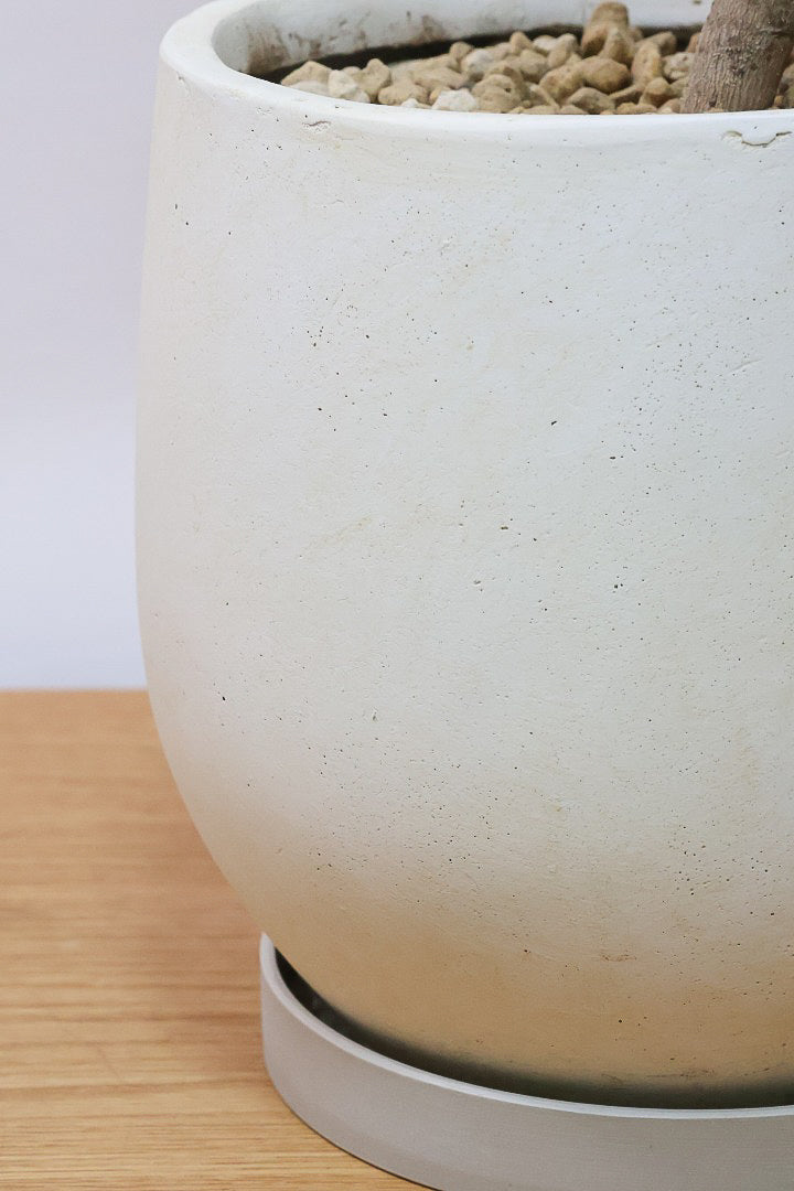 【シェフレラ アンガスティフォリア】良いボリュームのサイズ！ありそうでなかったサイズ感ですのでぜひともご検討ください！