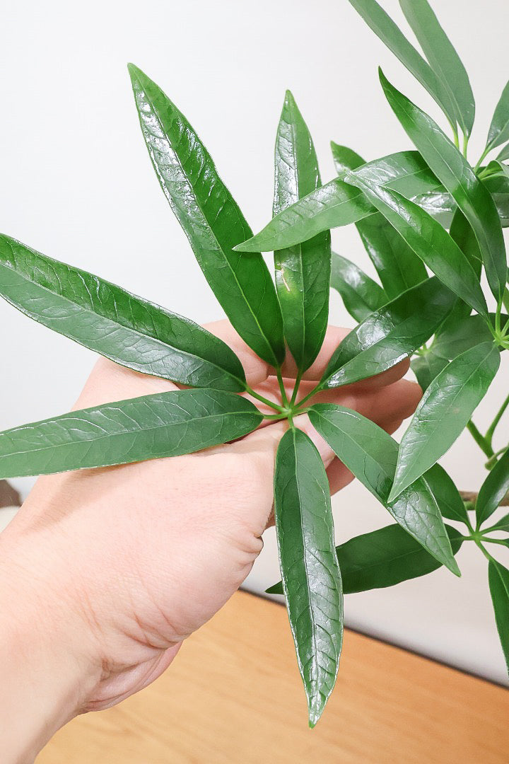 【シェフレラ アンガスティフォリア】良いボリュームのサイズ！ありそうでなかったサイズ感ですのでぜひともご検討ください！