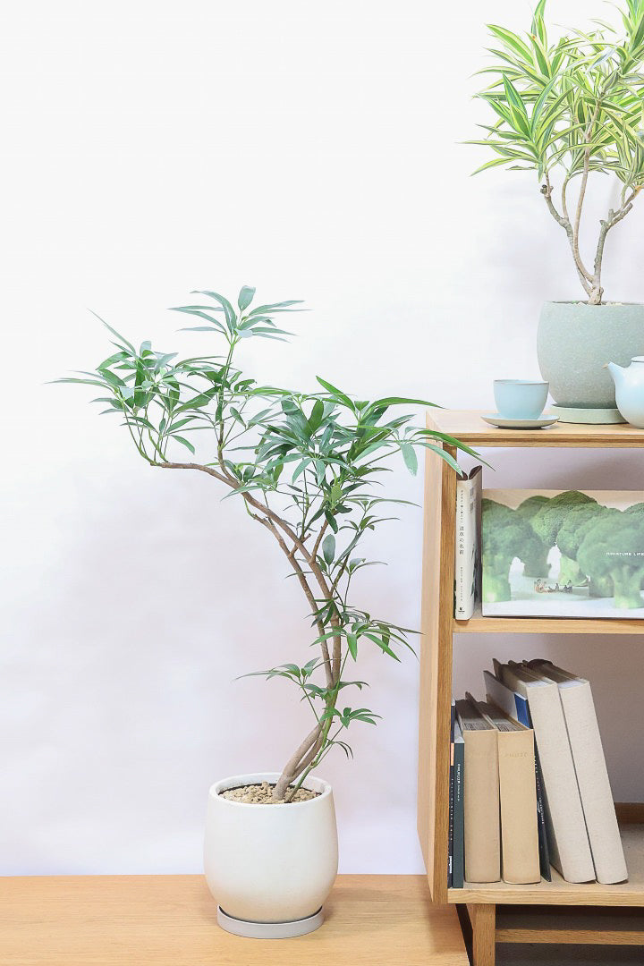 【シェフレラ アンガスティフォリア】良いボリュームのサイズ！ありそうでなかったサイズ感ですのでぜひともご検討ください！