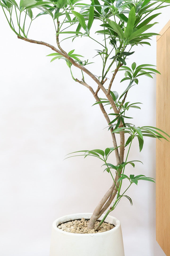 ☆ シェフレラ アンガスティフォリア♪90cm 太幹♪ 希少》斑入り シェフレラ アンガスティフォリア 曲がり 幹太 観葉植物 大型