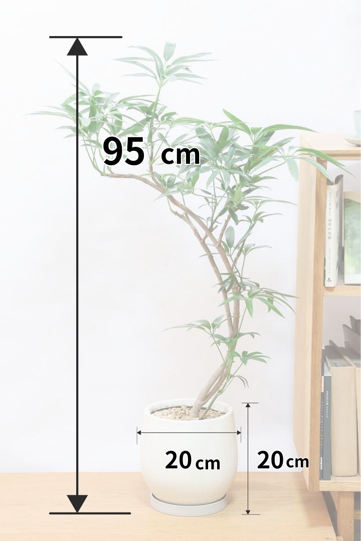 【シェフレラ アンガスティフォリア】良いボリュームのサイズ！ありそうでなかったサイズ感ですのでぜひともご検討ください！