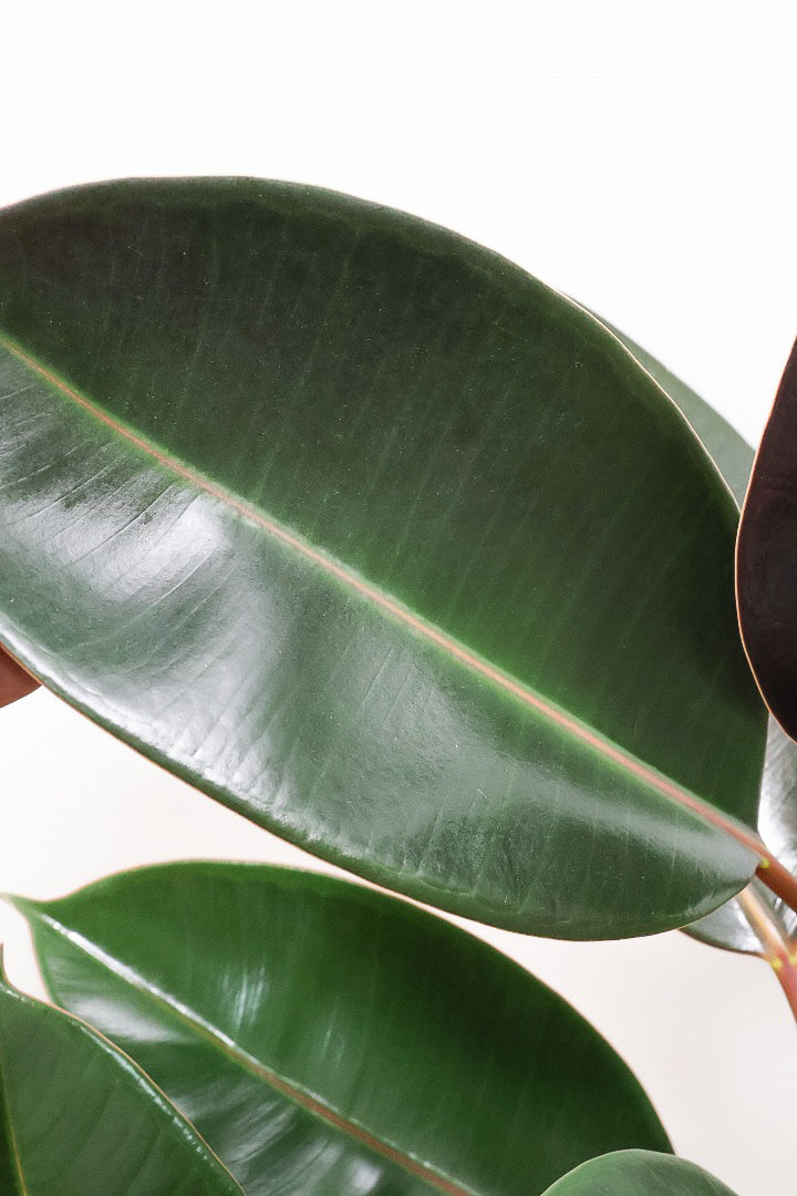 フィカス・バーガンディBE60964| 観葉植物の通信販売 | APEGO(アペーゴ)