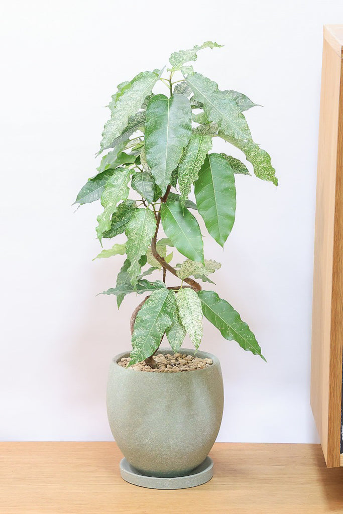 フィカス スノーストームGR60965| 観葉植物の通信販売 | APEGO(アペーゴ)