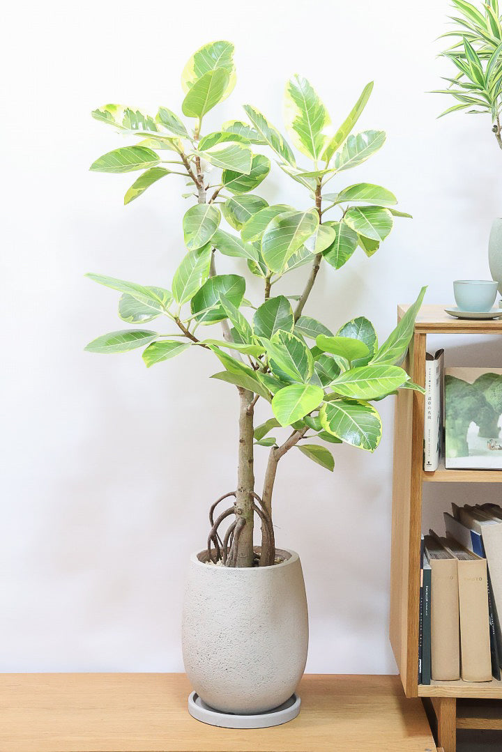 【アルテシマ】超極太でカッコいい幹です！沖縄でじっくりと時間をかけて作られているので、是非ともご覧ください