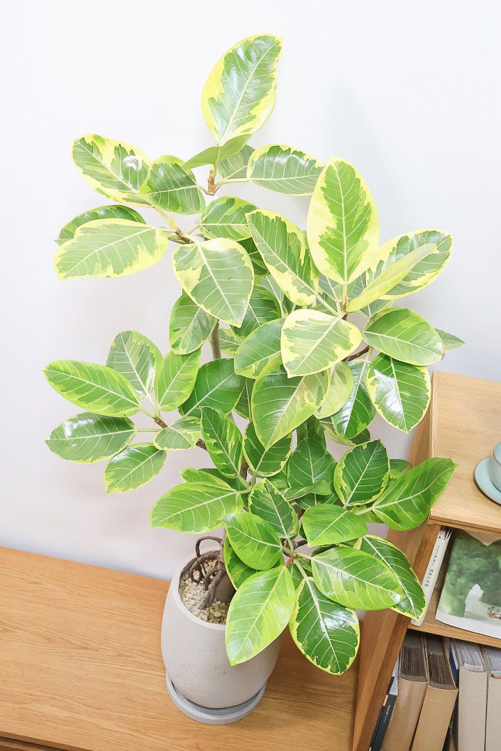 【アルテシマ】超極太でカッコいい幹です！沖縄でじっくりと時間をかけて作られているので、是非ともご覧ください