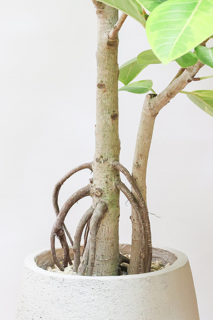 【アルテシマ】超極太でカッコいい幹です！沖縄でじっくりと時間をかけて作られているので、是非ともご覧ください