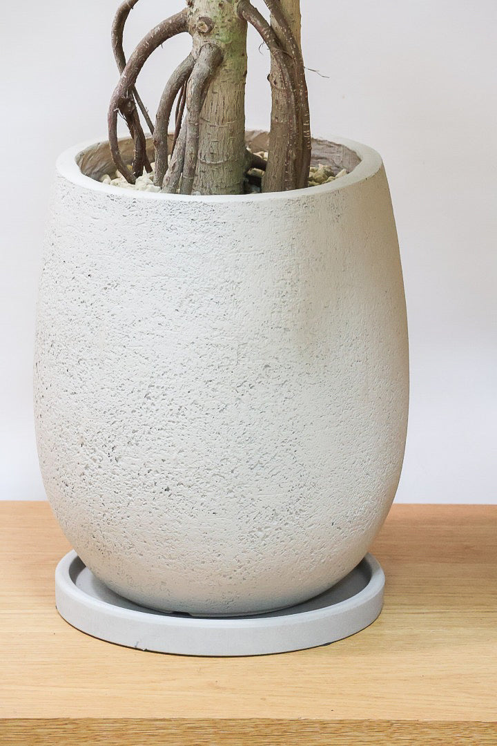 【アルテシマ】超極太でカッコいい幹です！沖縄でじっくりと時間をかけて作られているので、是非ともご覧ください