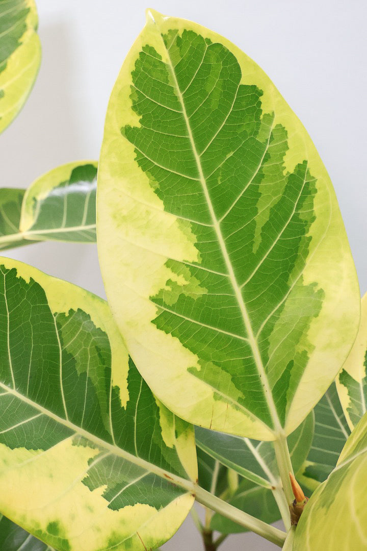 【アルテシマ】超極太でカッコいい幹です！沖縄でじっくりと時間をかけて作られているので、是非ともご覧ください