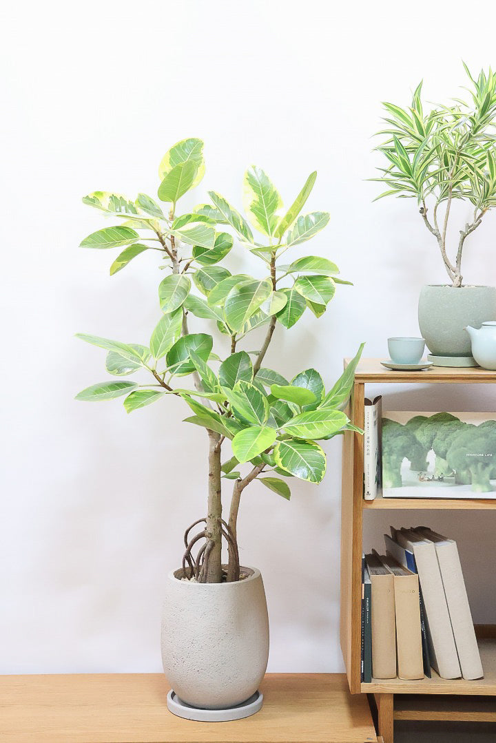 【アルテシマ】超極太でカッコいい幹です！沖縄でじっくりと時間をかけて作られているので、是非ともご覧ください