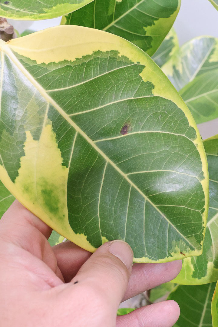 【アルテシマ】超極太でカッコいい幹です！沖縄でじっくりと時間をかけて作られているので、是非ともご覧ください