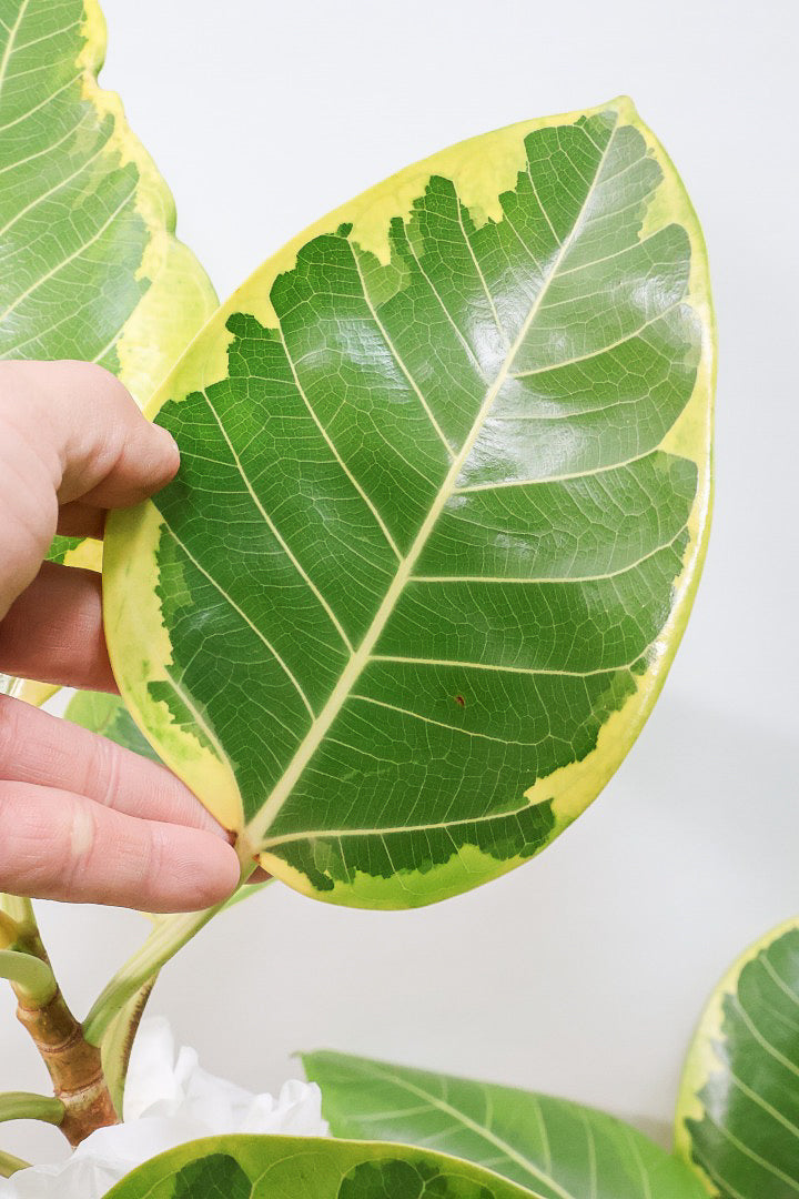 【アルテシマ】超極太でカッコいい幹です！沖縄でじっくりと時間をかけて作られているので、是非ともご覧ください