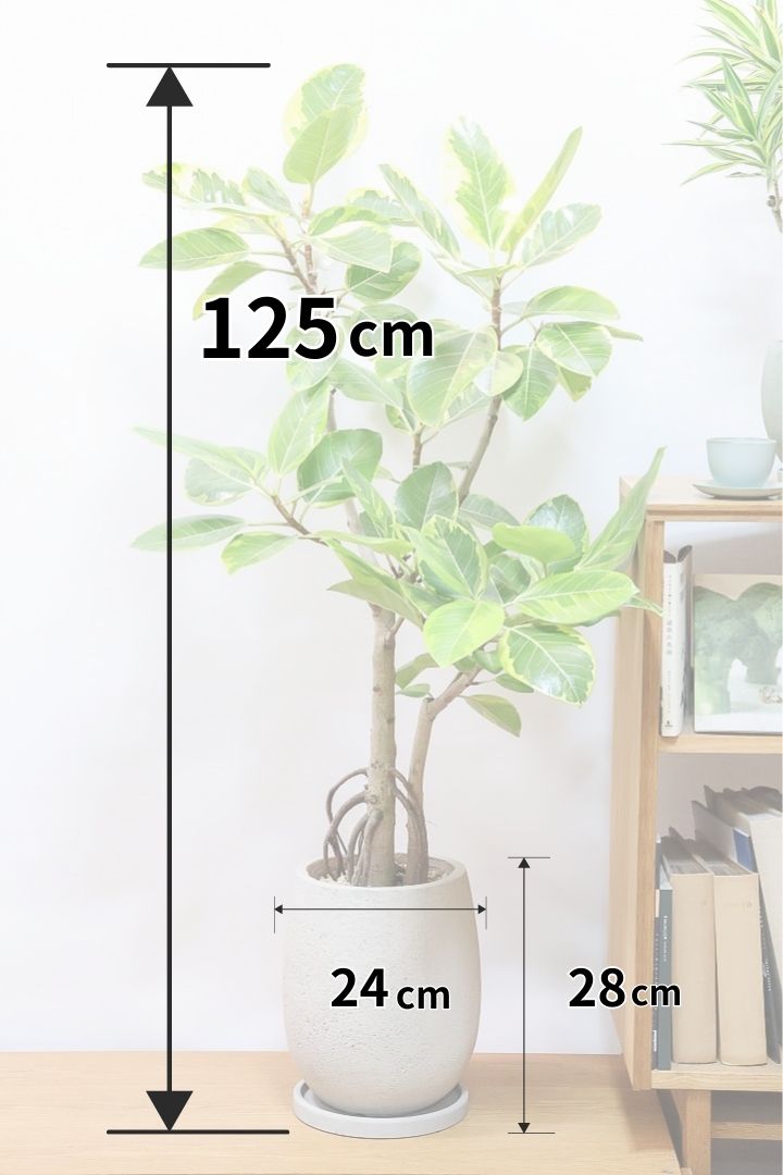 【アルテシマ】超極太でカッコいい幹です！沖縄でじっくりと時間をかけて作られているので、是非ともご覧ください