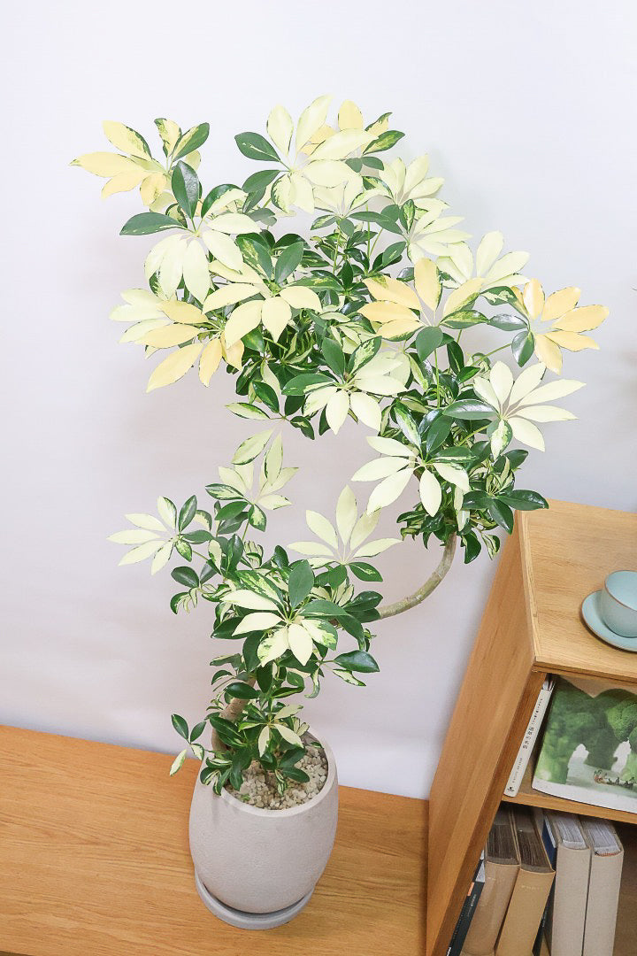 シェフレラ グランディGIV60967| 観葉植物の通信販売 | APEGO(アペーゴ)