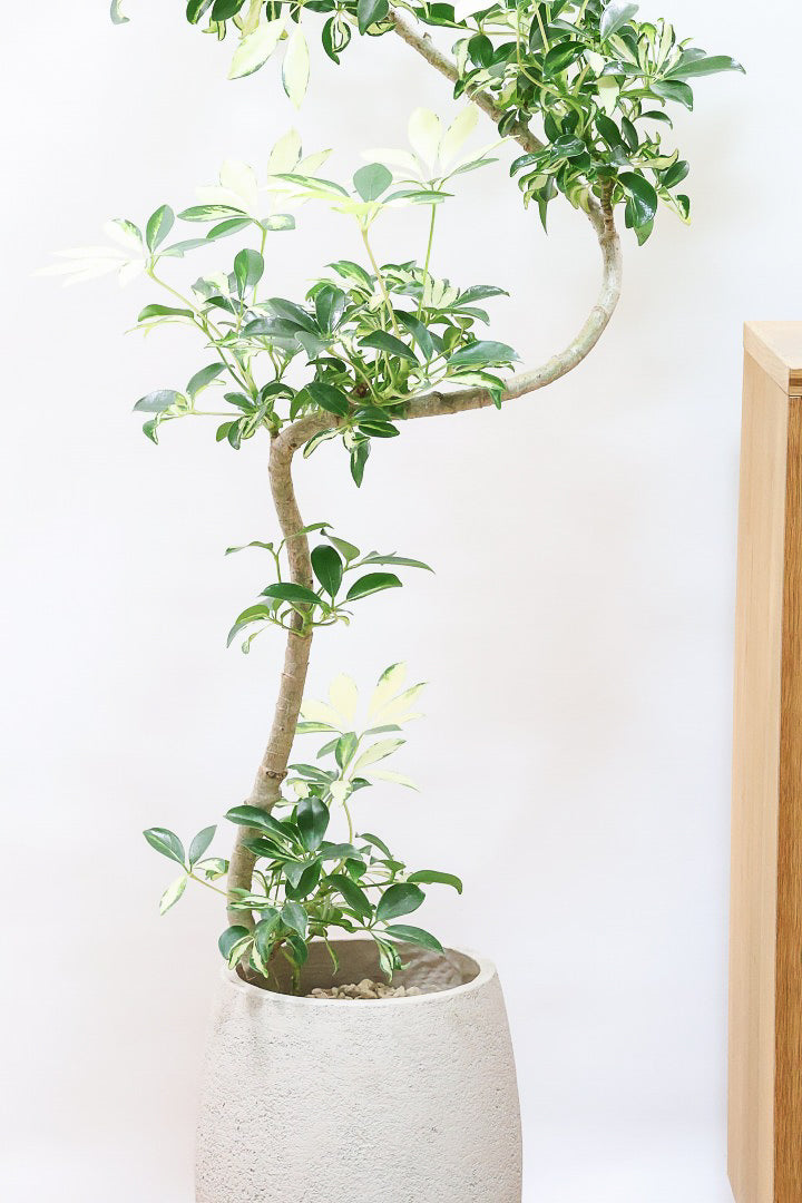 シェフレラ グランディGIV60967| 観葉植物の通信販売 | APEGO(アペーゴ)