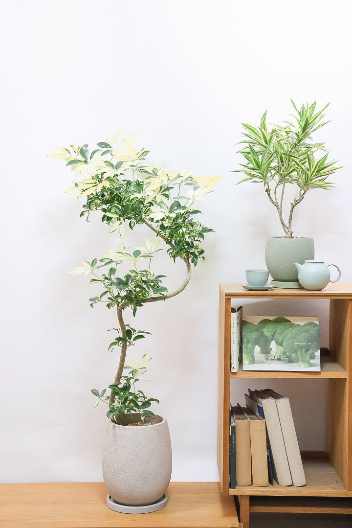 シェフレラ グランディGIV60967| 観葉植物の通信販売 | APEGO(アペーゴ)