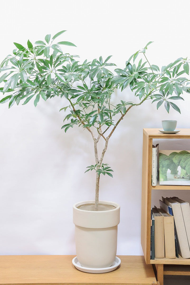 【シェフレラ コンパクタ】この樹形は良い！温暖な鹿児島県指宿市で育てられたとてもスタイリッシュで個性的な樹形です！めちゃくちゃ丈夫な品種です！