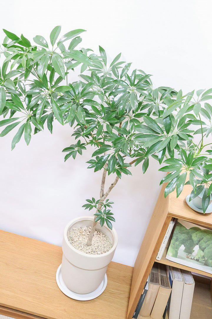 【シェフレラ コンパクタ】この樹形は良い！温暖な鹿児島県指宿市で育てられたとてもスタイリッシュで個性的な樹形です！めちゃくちゃ丈夫な品種です！