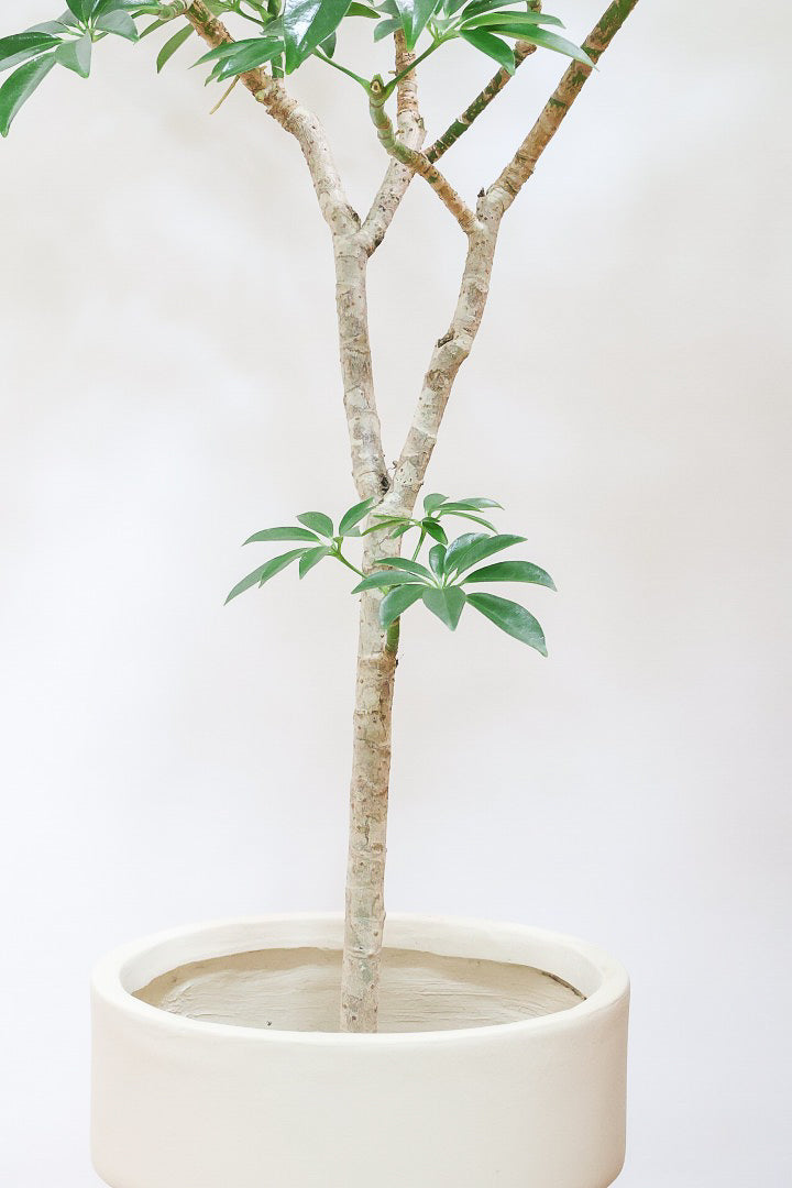 【シェフレラ コンパクタ】この樹形は良い！温暖な鹿児島県指宿市で育てられたとてもスタイリッシュで個性的な樹形です！めちゃくちゃ丈夫な品種です！