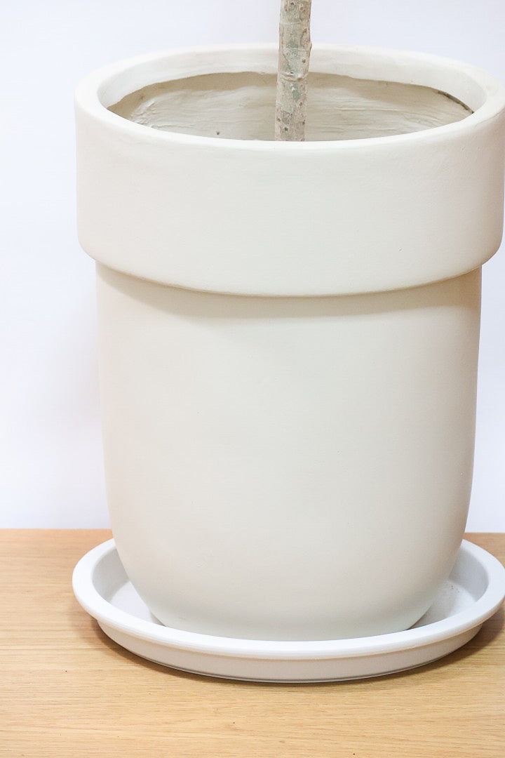 【シェフレラ コンパクタ】この樹形は良い！温暖な鹿児島県指宿市で育てられたとてもスタイリッシュで個性的な樹形です！めちゃくちゃ丈夫な品種です！