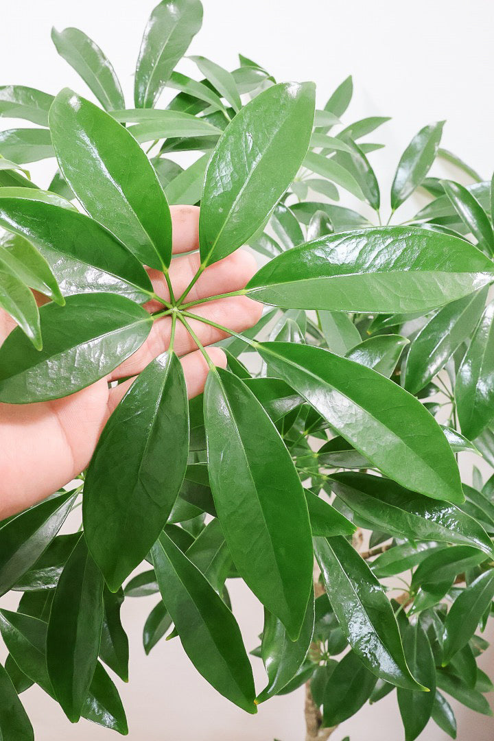 【シェフレラ コンパクタ】この樹形は良い！温暖な鹿児島県指宿市で育てられたとてもスタイリッシュで個性的な樹形です！めちゃくちゃ丈夫な品種です！