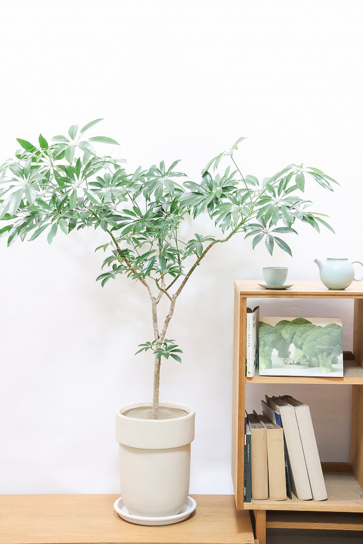 シェフレラ・コンパクタ　リビングサイズ　沖縄中部産　ガチシマリ シェフレラ コンパクタW60968| 観葉植物の通信販売 | APEGO(アペーゴ)