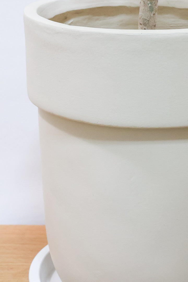 【シェフレラ コンパクタ】この樹形は良い！温暖な鹿児島県指宿市で育てられたとてもスタイリッシュで個性的な樹形です！めちゃくちゃ丈夫な品種です！