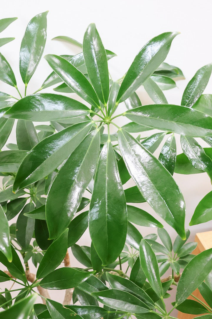 【シェフレラ コンパクタ】この樹形は良い！温暖な鹿児島県指宿市で育てられたとてもスタイリッシュで個性的な樹形です！めちゃくちゃ丈夫な品種です！