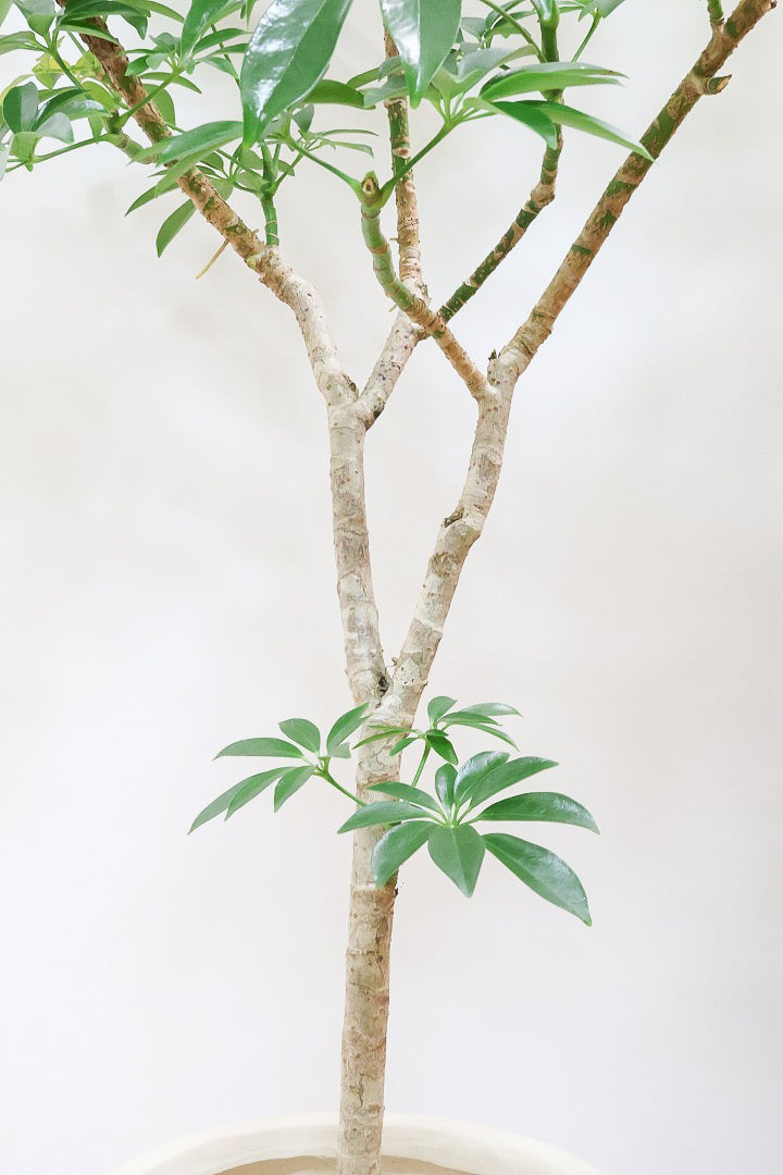 【シェフレラ コンパクタ】この樹形は良い！温暖な鹿児島県指宿市で育てられたとてもスタイリッシュで個性的な樹形です！めちゃくちゃ丈夫な品種です！