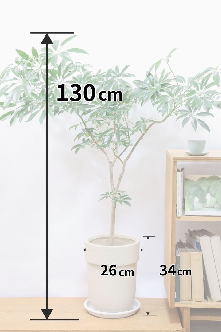 【シェフレラ コンパクタ】この樹形は良い！温暖な鹿児島県指宿市で育てられたとてもスタイリッシュで個性的な樹形です！めちゃくちゃ丈夫な品種です！