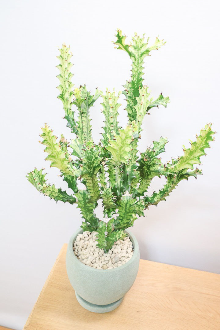 【ユーフォルビア トリゴナイエロー】この樹形はスゴイ！今後二度と出会うことがないくらい素晴らしい樹形です！