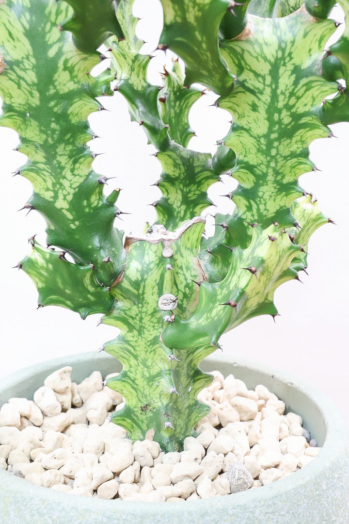 【ユーフォルビア トリゴナイエロー】この樹形はスゴイ！今後二度と出会うことがないくらい素晴らしい樹形です！