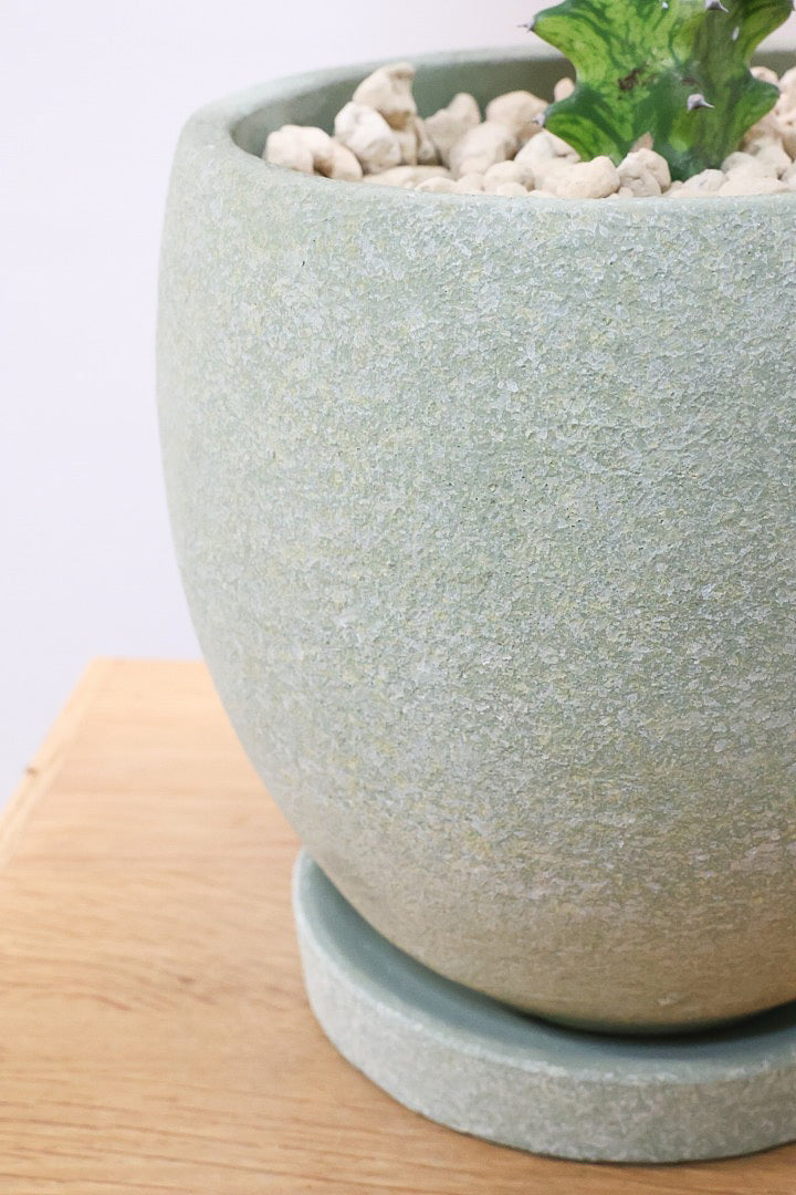 【ユーフォルビア トリゴナイエロー】この樹形はスゴイ！今後二度と出会うことがないくらい素晴らしい樹形です！