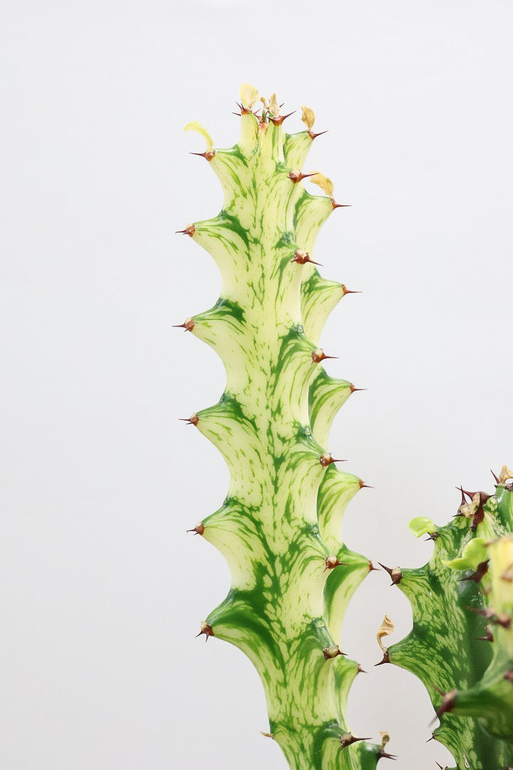 【ユーフォルビア トリゴナイエロー】この樹形はスゴイ！今後二度と出会うことがないくらい素晴らしい樹形です！