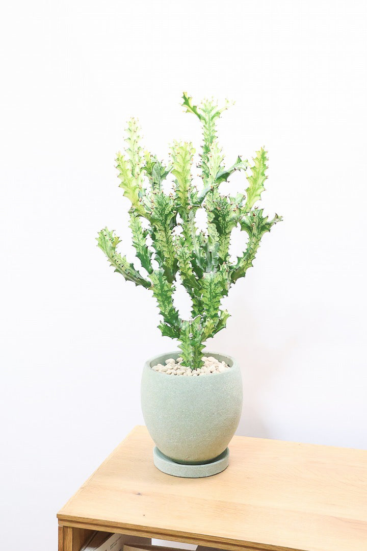 【ユーフォルビア トリゴナイエロー】この樹形はスゴイ！今後二度と出会うことがないくらい素晴らしい樹形です！