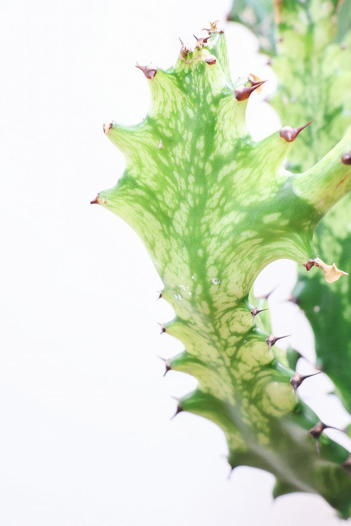 【ユーフォルビア トリゴナイエロー】この樹形はスゴイ！今後二度と出会うことがないくらい素晴らしい樹形です！