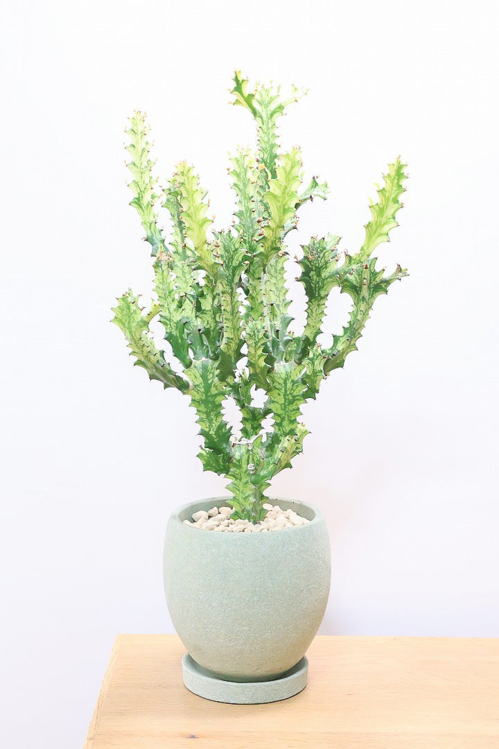 【ユーフォルビア トリゴナイエロー】この樹形はスゴイ！今後二度と出会うことがないくらい素晴らしい樹形です！