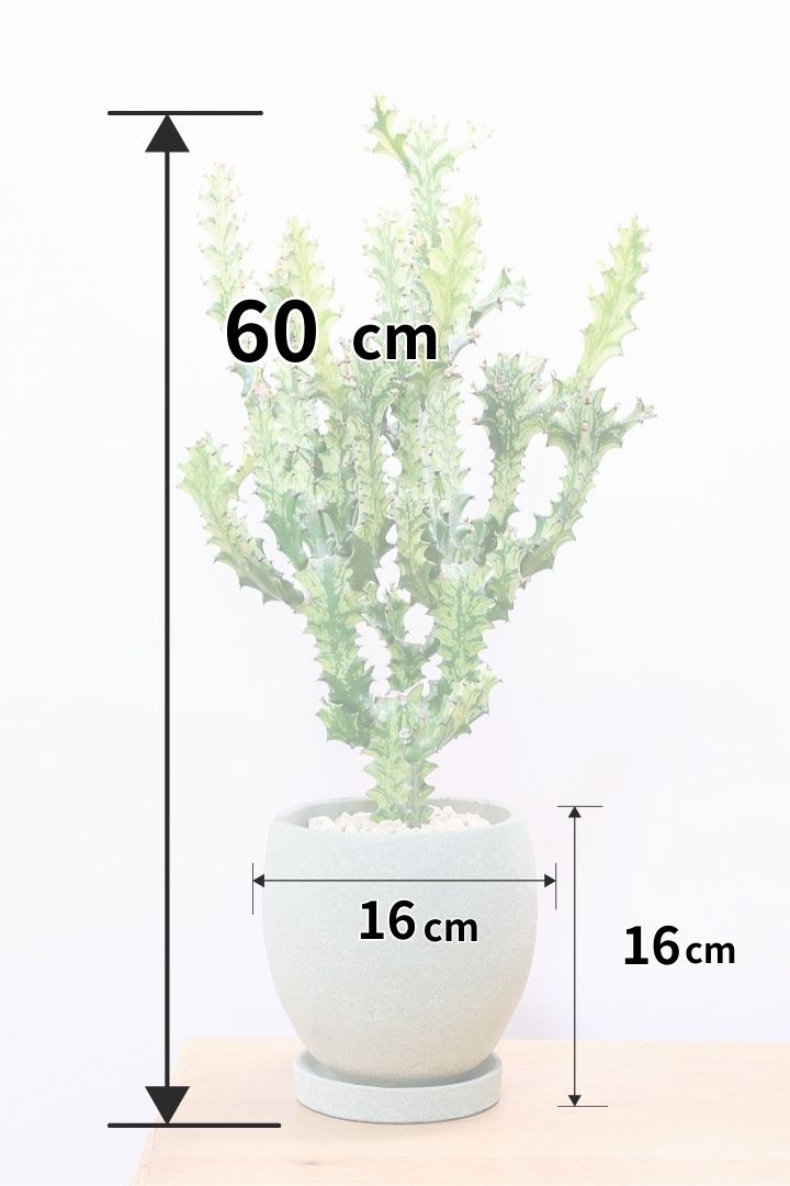 【ユーフォルビア トリゴナイエロー】この樹形はスゴイ！今後二度と出会うことがないくらい素晴らしい樹形です！