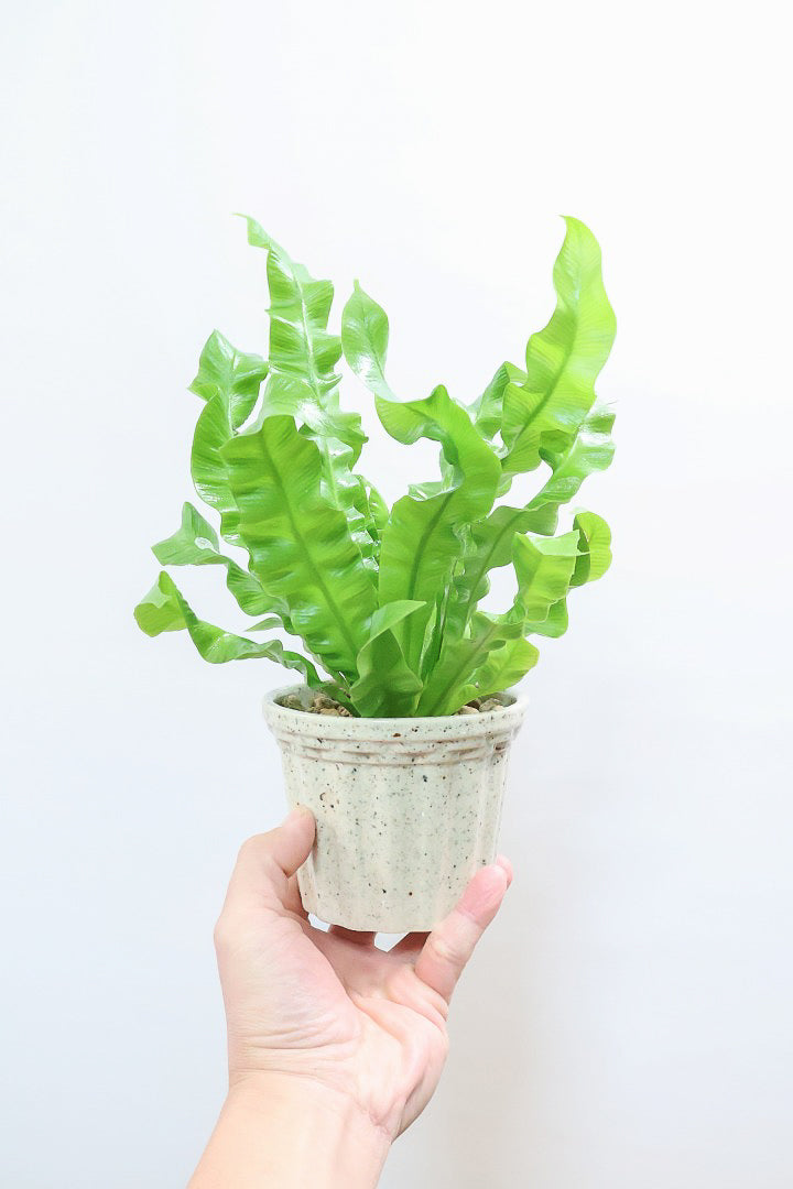 【アスプレニウム クリスピーウェーブ】APEGOの推しPOT！ウェーブした葉形がたまらなくかわいいんです！日陰に強く育てやすい観葉植物です！