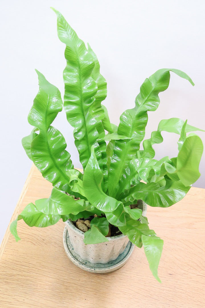 【アスプレニウム クリスピーウェーブ】APEGOの推しPOT！ウェーブした葉形がたまらなくかわいいんです！日陰に強く育てやすい観葉植物です！