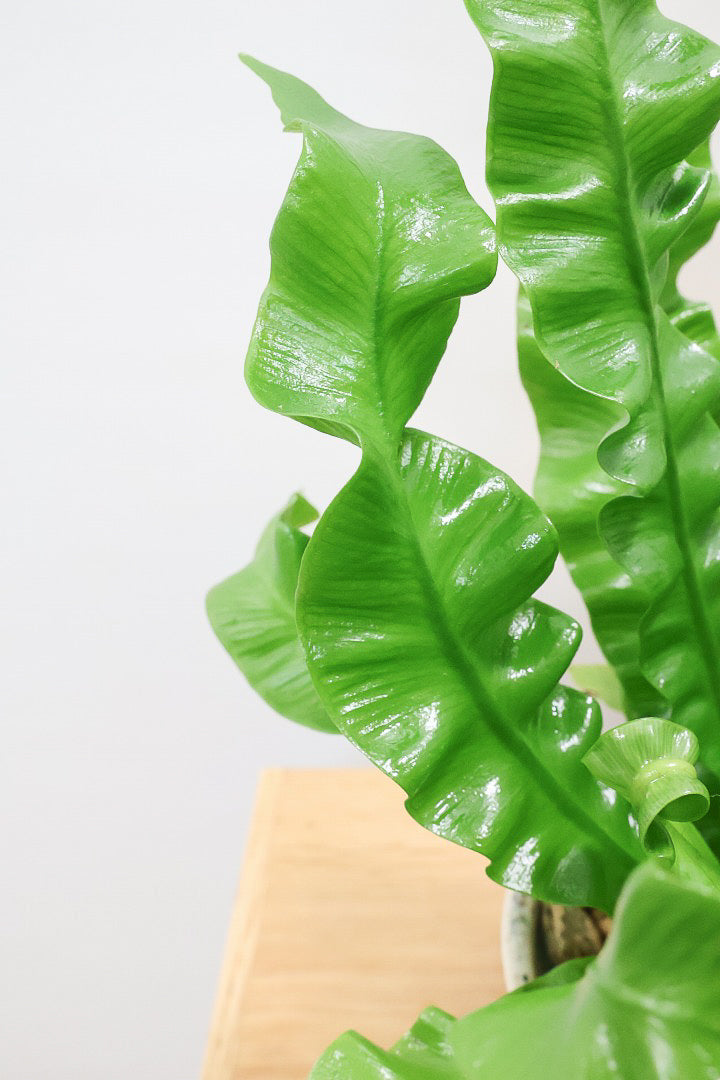 【アスプレニウム クリスピーウェーブ】APEGOの推しPOT！ウェーブした葉形がたまらなくかわいいんです！日陰に強く育てやすい観葉植物です！