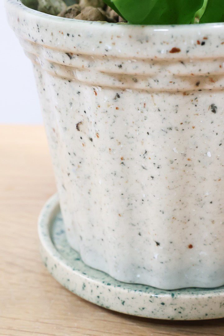 【アスプレニウム クリスピーウェーブ】APEGOの推しPOT！ウェーブした葉形がたまらなくかわいいんです！日陰に強く育てやすい観葉植物です！