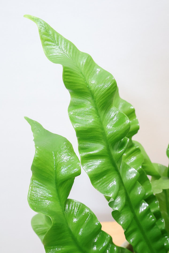 【アスプレニウム クリスピーウェーブ】APEGOの推しPOT！ウェーブした葉形がたまらなくかわいいんです！日陰に強く育てやすい観葉植物です！