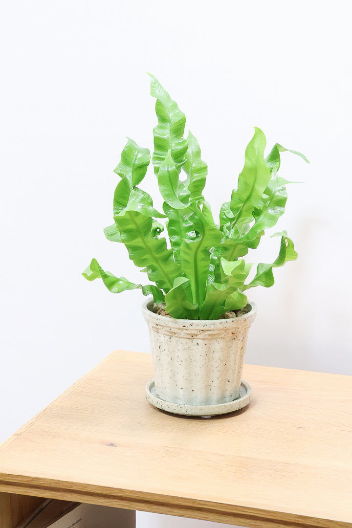 【アスプレニウム クリスピーウェーブ】APEGOの推しPOT！ウェーブした葉形がたまらなくかわいいんです！日陰に強く育てやすい観葉植物です！